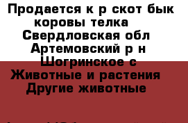 Продается к/р скот(бык,коровы,телка). - Свердловская обл., Артемовский р-н, Шогринское с. Животные и растения » Другие животные   